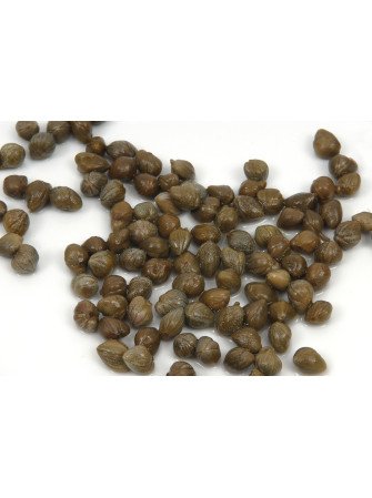 La Verte - Gustave et Léon