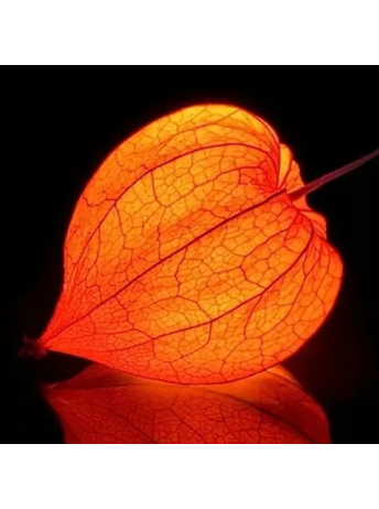 JOUVENCE DE L'AMOUR EN CAGE