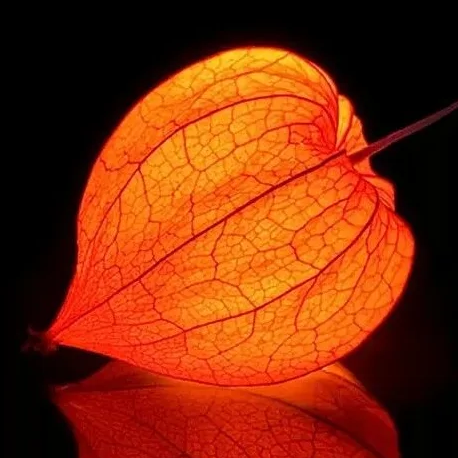 Jouvence de l'Amour en cage - Gustave & Léon